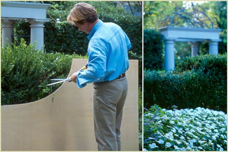 Shearing a hedge with a template