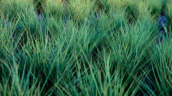 Ornamental Grass Groundcover as an Alternative Lawn