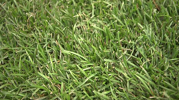 Close up of zoysia grass