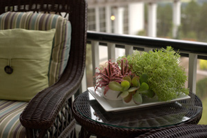 Ceramic Bowls with Sedum, Paddle Plant and Earth Star