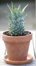 Pineapple Houseplant