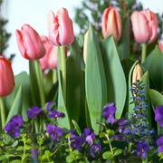 Tulips