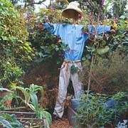 Gourd Scarecrow