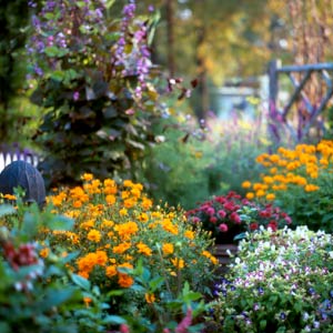 Fall Flower Garden