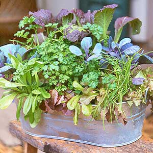 Mixed Salad Greens Container Garden