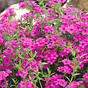 Intensia Cabernet Intensia Cabernet