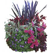 Hanging Basket