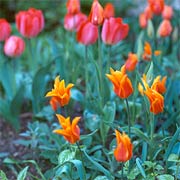 Tulips