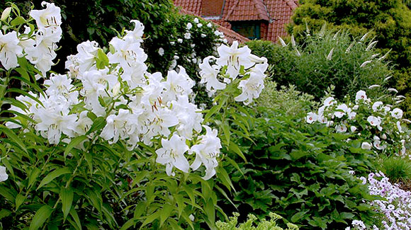 Casa Blanca lilies, white roses, white hardy hibiscus and white butterfly bush