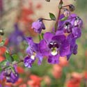 Angelonia Angelface Blue