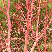 Coral Bark Japanese Maple