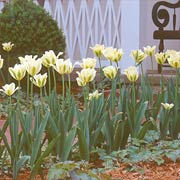 Spring Green Tulips
