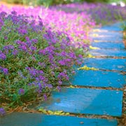 A Bold Drift of Verbena