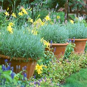 Pots of Lavender