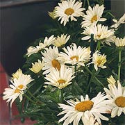 Broadway Lights Leucanthemum