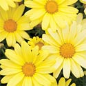 Butterfly Argyranthemum