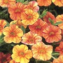 Tequila Sunrise Calibrachoa