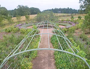 Wrought Iron Grape Arbor