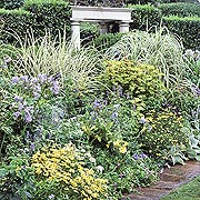 Yellow and Blue Perennial Border Against an Evergreen Hedge Backdrop