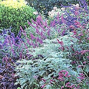Mexican Sage, Artemisia and Salvia Indigo Spires Make Up a Blue Border