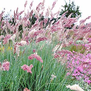 Ruby Grass Ruby Grass