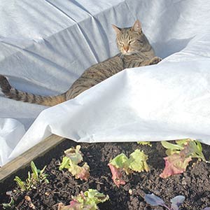 Marge helping with the frost blankets.