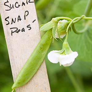 Sugar Snap Pea