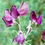 Sweet Peas