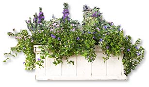 Window Box Planting with Blue Flowers and Foliage