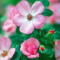 Nearly Wild Rose