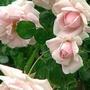 Rose New Dawn