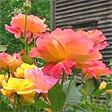 Rio Samba Rose