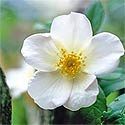 Sally Holmes Rose