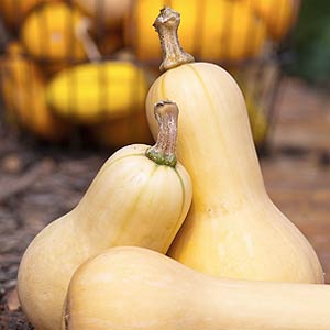 Butternut Squash