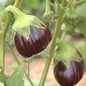 Eggplant