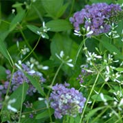 Proven Winners Lo and Behold Buddleia
