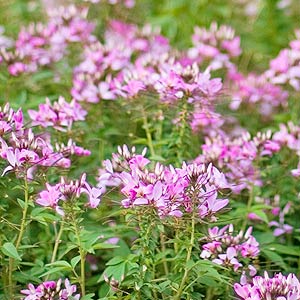 Proven Winners Senorita Rosalita Cleome