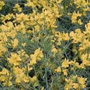 Proven Winners Bangle Broom Shrub