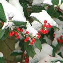 American Holly
