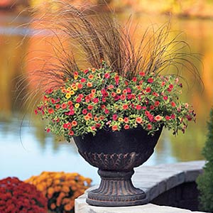 Proven Winners Fall Container Garden Full Sun