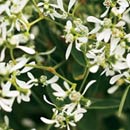 Proven Winners Diamond Frost Euphorbia