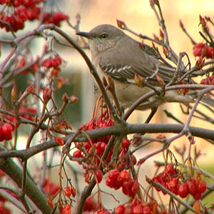 Bird Eating Berries