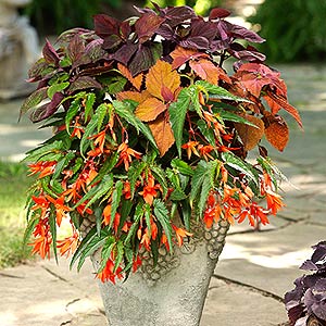 Container of ColorBlaze Sedona Coleus Mandalay Mandarin Begonias and Gage's Shadow Perilla Proven Winners