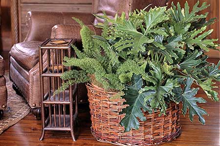 Combine Foxtail Fern and Philodendron for an Interesting Texture Contrast
