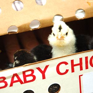 Chicken