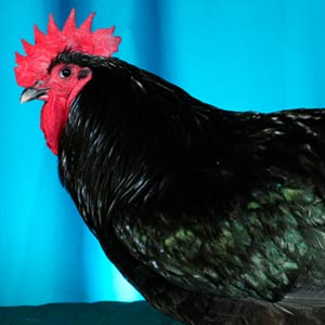 Chicken