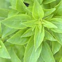 Basil
