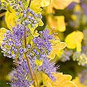 Proven Winners Sunshine Blue Caryopteris