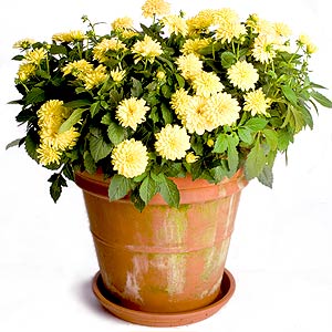 Yellow Dahlias