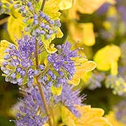 Proven Winners Caryopteris Sunshine Blue